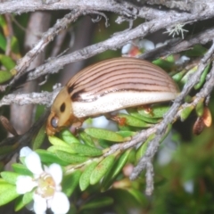 Paropsisterna insignita at Paddys River, ACT - 25 Jan 2023