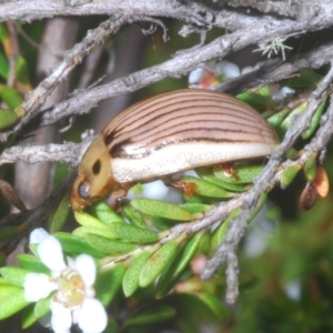 Paropsisterna insignita at Paddys River, ACT - 25 Jan 2023