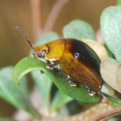 Paropsisterna cloelia (Eucalyptus variegated beetle) at Paddys River, ACT - 25 Jan 2023 by Harrisi