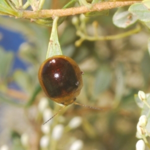 Paropsisterna cloelia at Paddys River, ACT - 25 Jan 2023