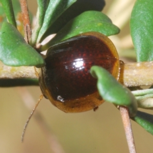 Paropsisterna cloelia at Paddys River, ACT - 25 Jan 2023