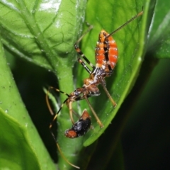 Pristhesancus plagipennis (Bee Killer Assassin Bug) at Wellington Point, QLD - 26 Jan 2023 by TimL