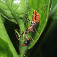 Unidentified Assassin bug (Reduviidae) (TBC) at Wellington Point, QLD - 25 Jan 2023 by TimL