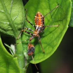 Reduviidae (family) at Wellington Point, QLD - 26 Jan 2023