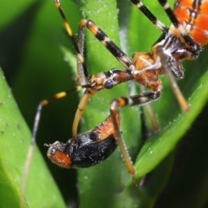 Reduviidae (family) at Wellington Point, QLD - 26 Jan 2023