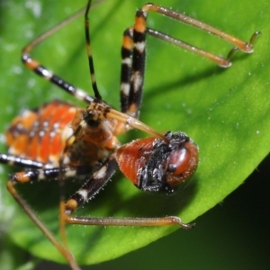 Reduviidae (family) at Wellington Point, QLD - 26 Jan 2023