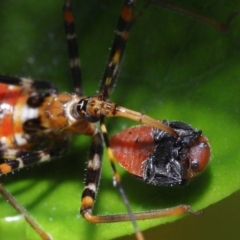 Pristhesancus plagipennis at Wellington Point, QLD - suppressed