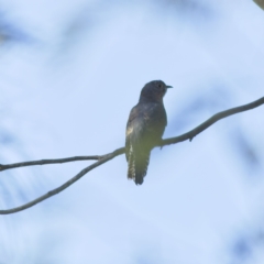 Cacomantis flabelliformis (Fan-tailed Cuckoo) at Hawker, ACT - 25 Jan 2023 by Trevor