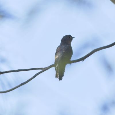 Cacomantis flabelliformis (Fan-tailed Cuckoo) at Hawker, ACT - 26 Jan 2023 by MichaelWenke