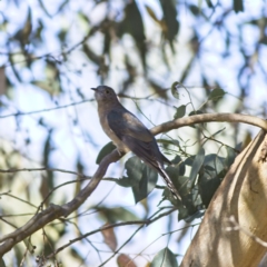 Cacomantis flabelliformis at Hawker, ACT - 26 Jan 2023