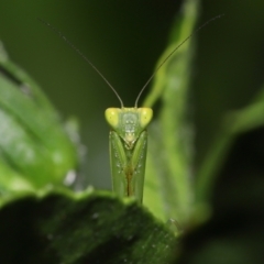 Unidentified Praying mantis (Mantodea) at Wellington Point, QLD - 21 Jan 2023 by TimL