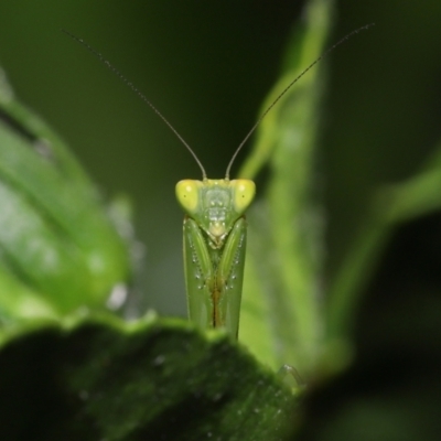 Orthodera ministralis at Wellington Point, QLD - 21 Jan 2023 by TimL