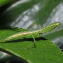 Orthodera (genus) at Wellington Point, QLD - suppressed