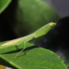 Orthodera (genus) at Wellington Point, QLD - 22 Jan 2023