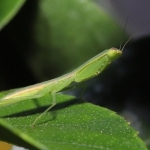 Orthodera (genus) at Wellington Point, QLD - 22 Jan 2023