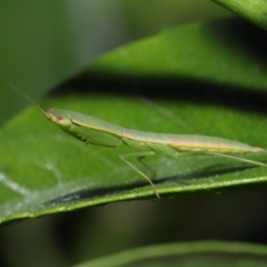 Orthodera (genus) at Wellington Point, QLD - 22 Jan 2023