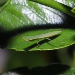 Orthodera (genus) at Wellington Point, QLD - 22 Jan 2023