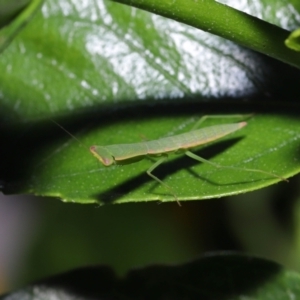 Orthodera (genus) at Wellington Point, QLD - 22 Jan 2023