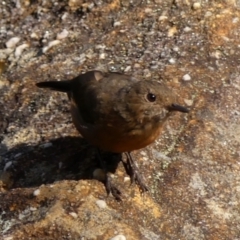 Origma solitaria (Rockwarbler) at Hill Top, NSW - 25 Jan 2023 by Curiosity