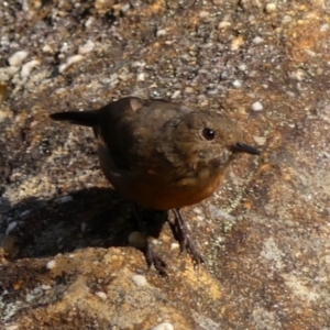 Origma solitaria at Hill Top, NSW - 25 Jan 2023