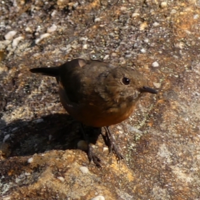 Origma solitaria (Rockwarbler) at Hill Top, NSW - 24 Jan 2023 by Curiosity