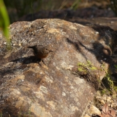 Origma solitaria at Hill Top, NSW - 25 Jan 2023