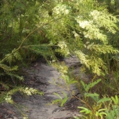 Acacia linifolia (White Wattle) at Hill Top - 25 Jan 2023 by Curiosity