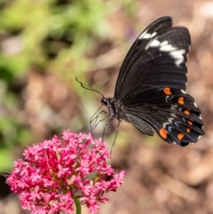 Papilio aegeus (Orchard Swallowtail, Large Citrus Butterfly) at Penrose, NSW - 24 Jan 2023 by Aussiegall