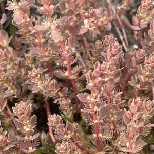 Myriophyllum verrucosum at Tennent, ACT - 26 Jan 2023