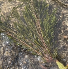 Myriophyllum verrucosum at Tennent, ACT - 26 Jan 2023