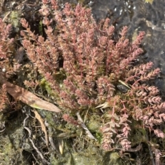 Myriophyllum verrucosum at Tennent, ACT - 26 Jan 2023