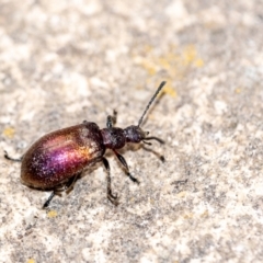 Metriolagria formicicola (Darkling beetle) at Penrose, NSW - 24 Jan 2023 by Aussiegall