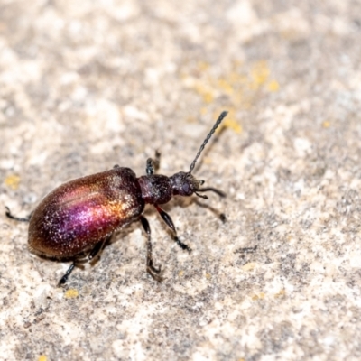Metriolagria formicicola (Darkling beetle) at Penrose, NSW - 24 Jan 2023 by Aussiegall