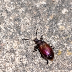 Metriolagria formicicola at Penrose, NSW - 24 Jan 2023