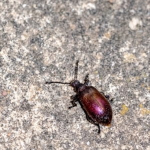 Metriolagria formicicola at Penrose, NSW - suppressed