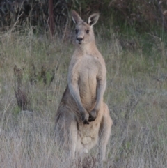 Macropus giganteus (Eastern Grey Kangaroo) at Theodore, ACT - 15 Oct 2022 by MichaelBedingfield