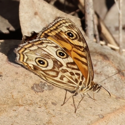 Geitoneura acantha (Ringed Xenica) at Wodonga - 26 Jan 2023 by KylieWaldon