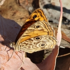 Geitoneura acantha at West Wodonga, VIC - 27 Jan 2023