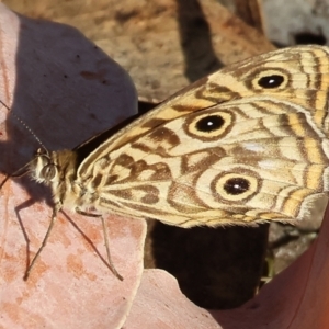 Geitoneura acantha at West Wodonga, VIC - 27 Jan 2023