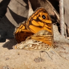 Geitoneura acantha at West Wodonga, VIC - 27 Jan 2023 08:11 AM