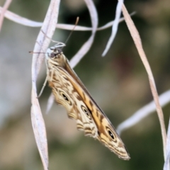 Geitoneura acantha at West Wodonga, VIC - 27 Jan 2023 08:11 AM