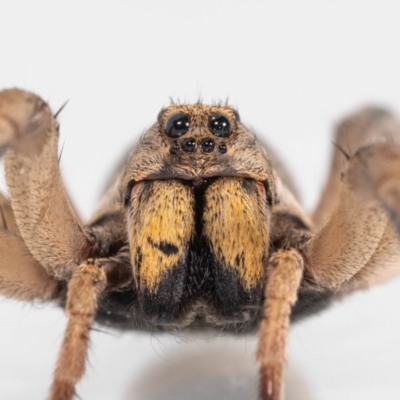 Tasmanicosa sp. (genus) (Tasmanicosa wolf spider) at Jerrabomberra, NSW - 26 Jan 2023 by MarkT