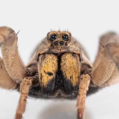 Tasmanicosa sp. (genus) (Unidentified Tasmanicosa wolf spider) at Jerrabomberra, NSW - 26 Jan 2023 by MarkT