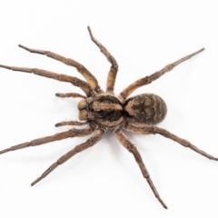 Tasmanicosa sp. (genus) at suppressed - 26 Jan 2023