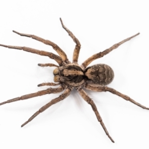 Tasmanicosa sp. (genus) at Jerrabomberra, NSW - suppressed