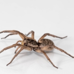 Tasmanicosa sp. (genus) at Jerrabomberra, NSW - 26 Jan 2023