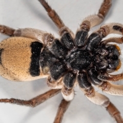 Tasmanicosa sp. (genus) at Jerrabomberra, NSW - suppressed