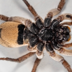 Tasmanicosa sp. (genus) at Jerrabomberra, NSW - 26 Jan 2023