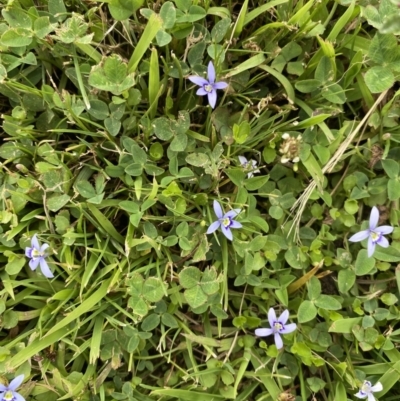 Isotoma fluviatilis subsp. australis (Swamp Isotome) at Canberra, ACT - 27 Jan 2023 by natureguy