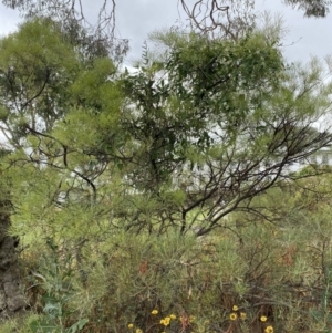 Araujia sericifera at Acton, ACT - 27 Jan 2023 11:57 AM